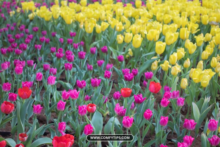 25 Tulip Outdoor Garden Style Ideas That Bring Color and Charm to Your Yard