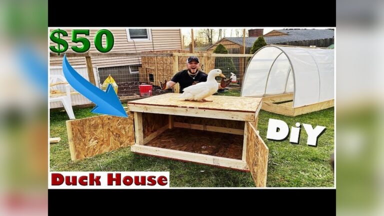 10 Best DIY Duck Enclosure Ideas: Creative & Easy Builds