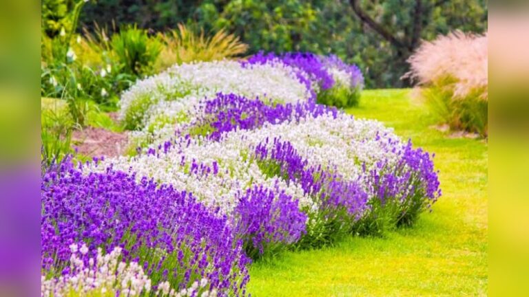 18 Citronella Plant Ideas: Creative Ways to Repel Bugs Naturally