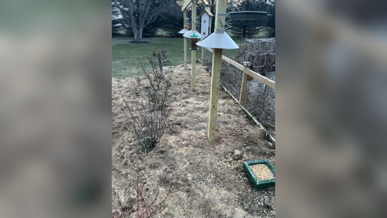 20 Bird Feeder Station Ideas: Creative Designs to Attract Birds