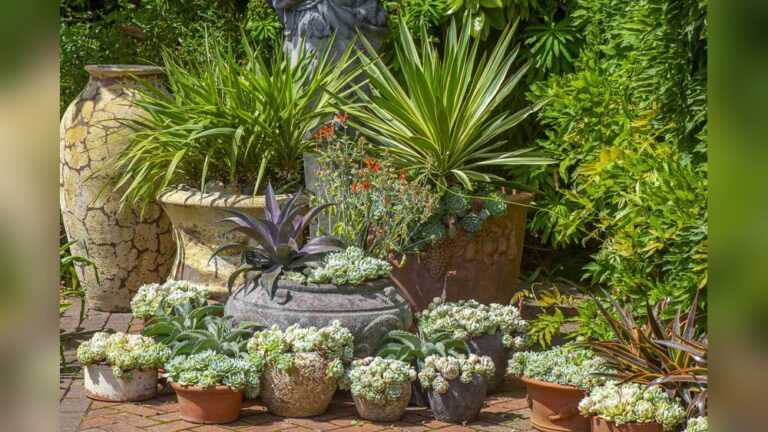 25 Container Plants Ideas: Stunning Designs to Transform Your Space