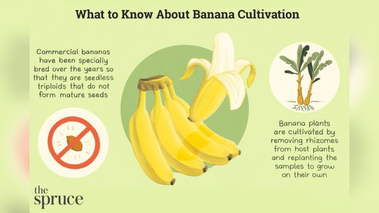 How Can You Plant A Banana? Expert Tips for Perfect Growth