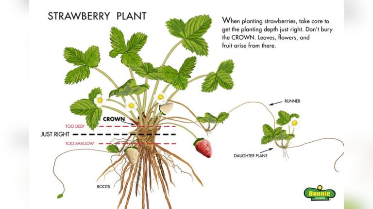 How Can You Plant A Strawberry? Easy Steps for Juicy Results